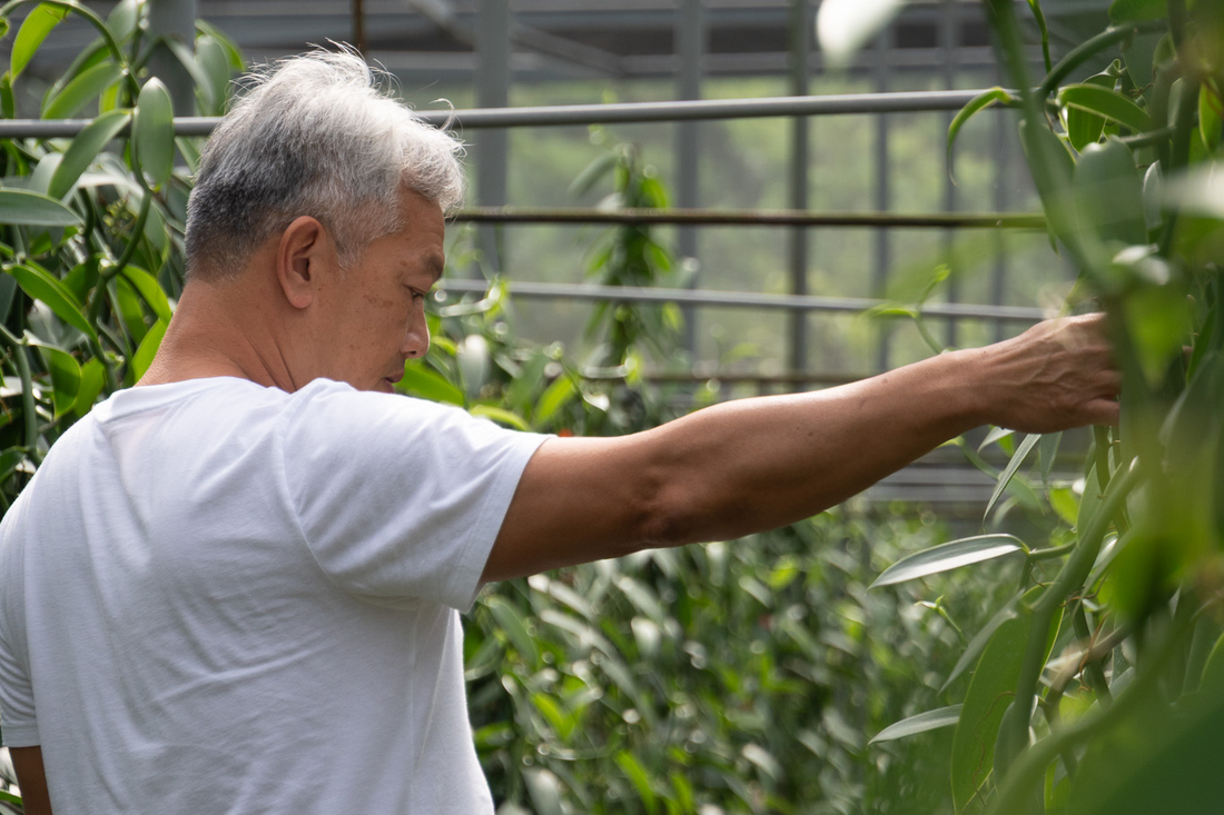 在斗六做香草，是一件需要耐心的事