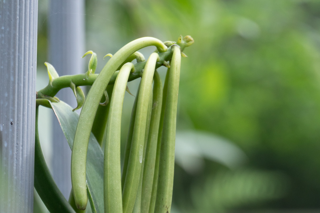 用一支香草莢，開啟一日的風味