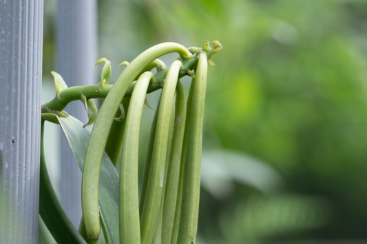 用一支香草莢，開啟一日的風味